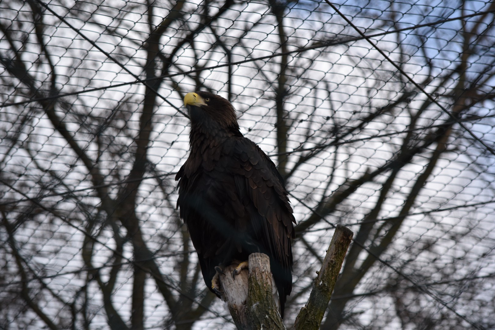 Steller's sea eagle