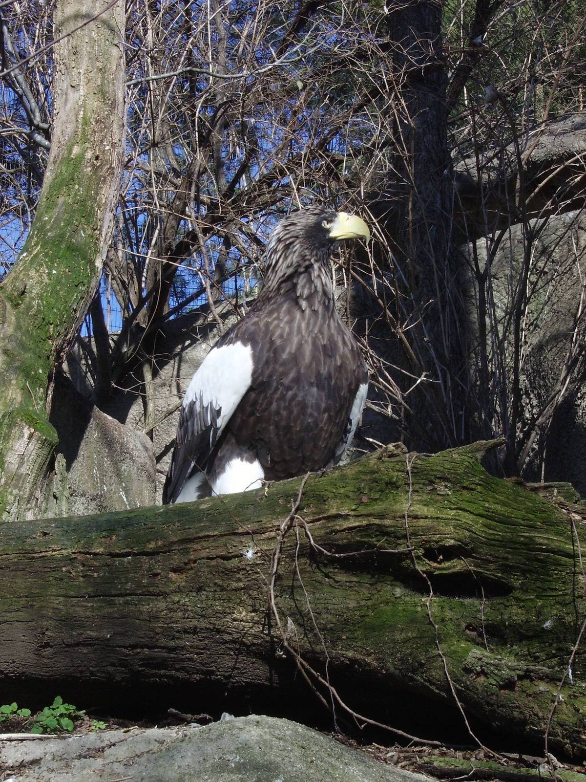Steller's Sea Eagle