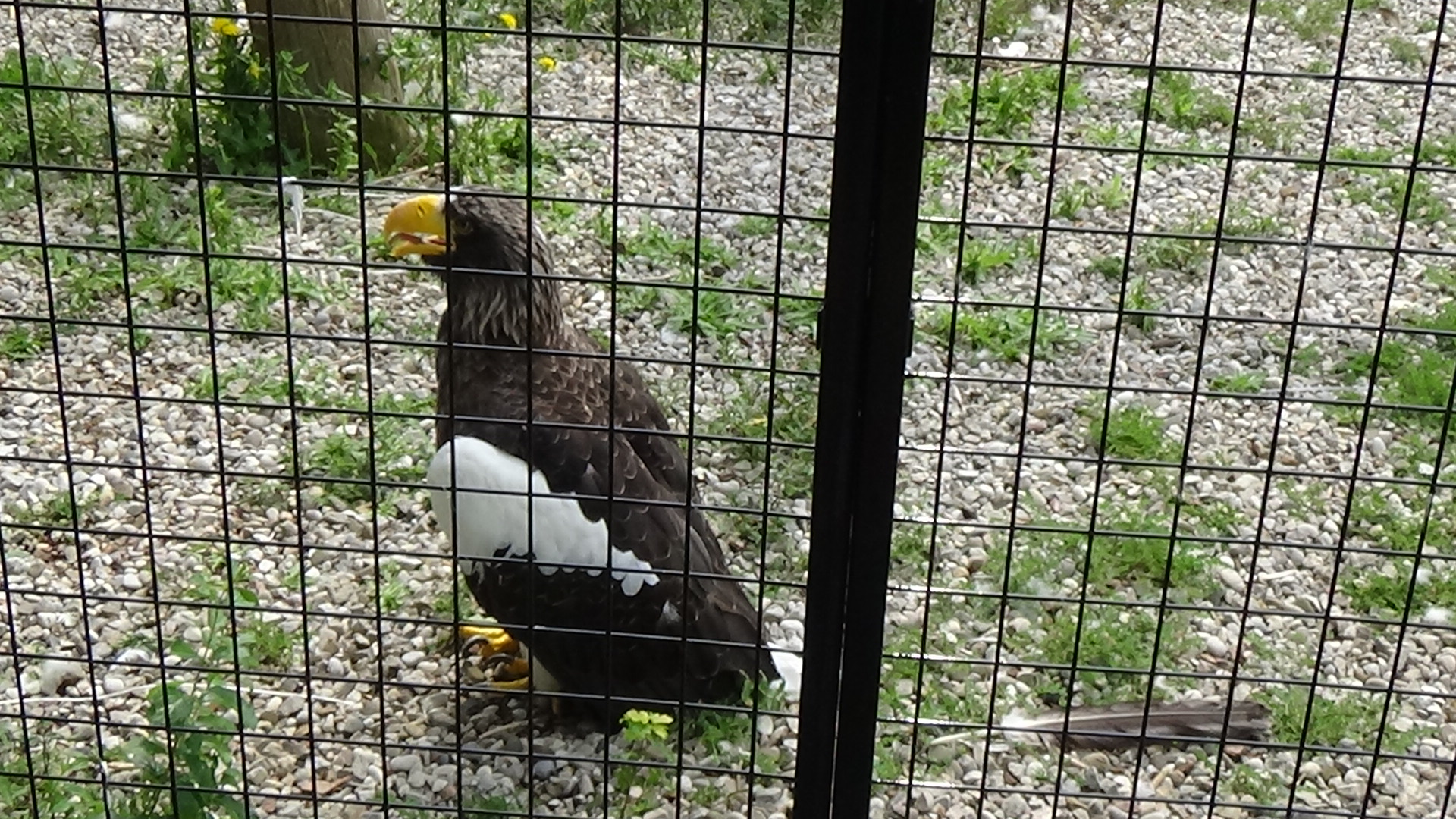 Steller's sea eagle