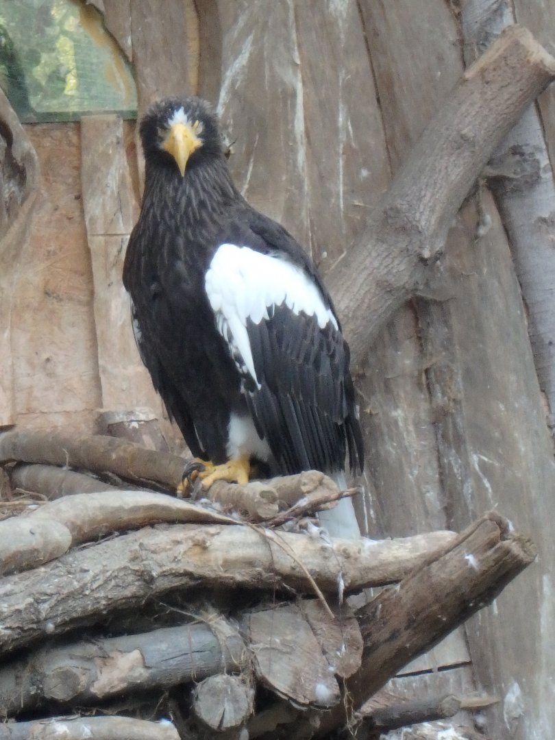 Steller's sea eagle