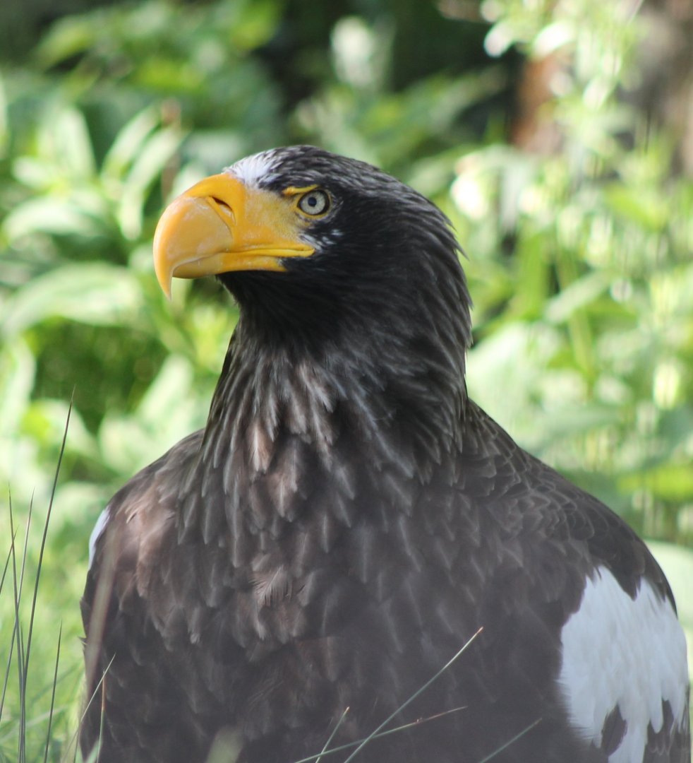 Steller's sea-eagle