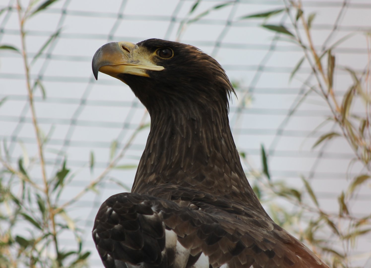 Steller's sea-eagle