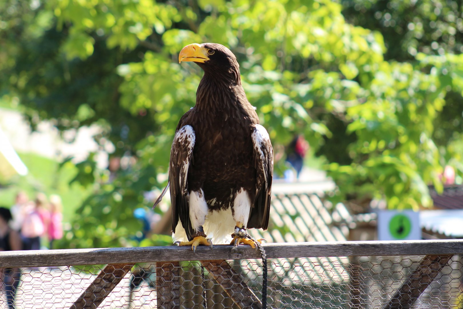 Steller's Sea Eagle