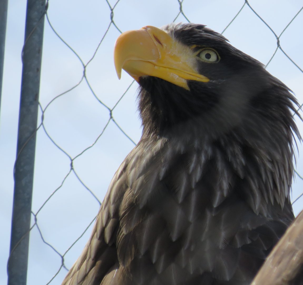 Steller's sea eagle