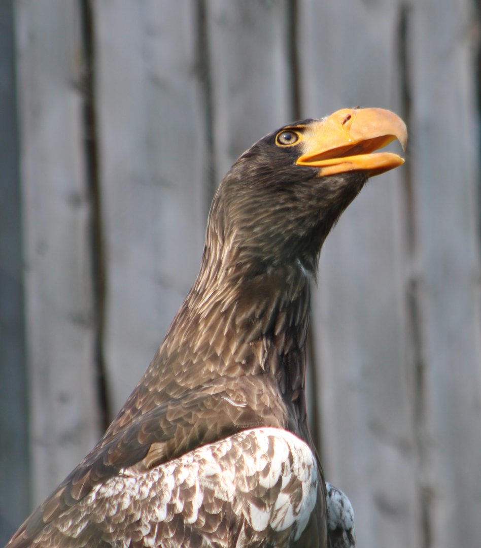 Steller's sea-eagle