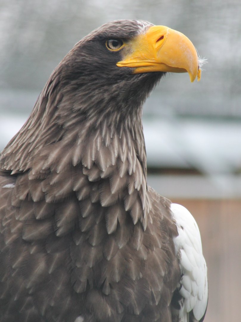 Steller's sea-eagle