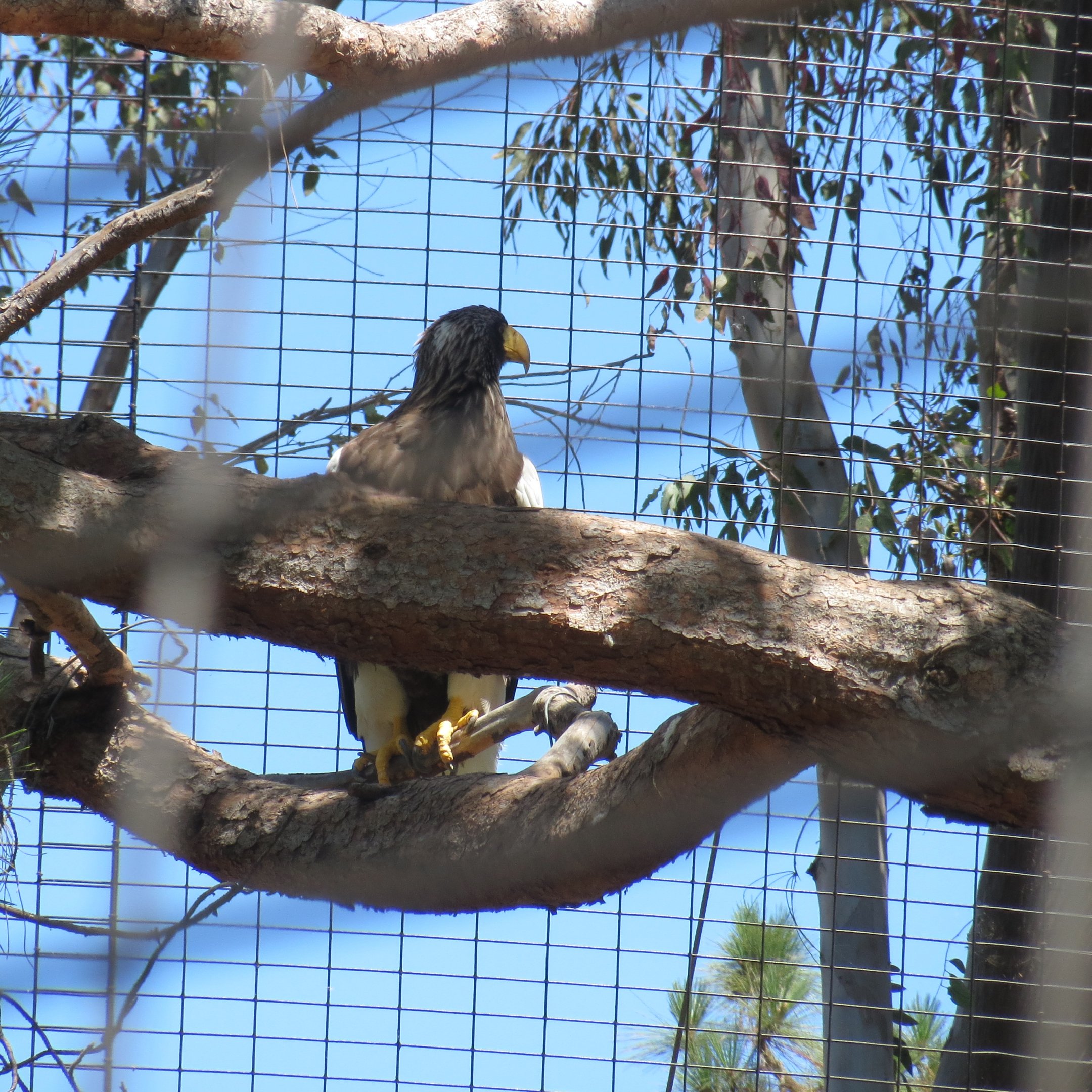Steller's Sea Eagle