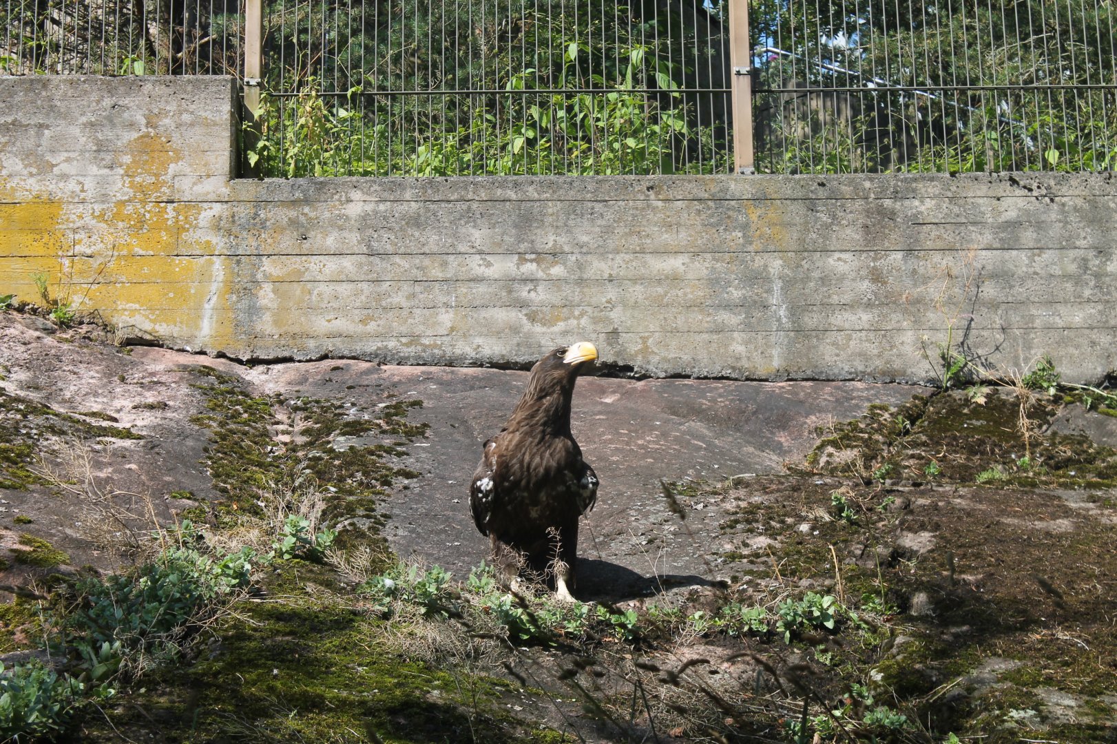 Steller's Sea Eagle