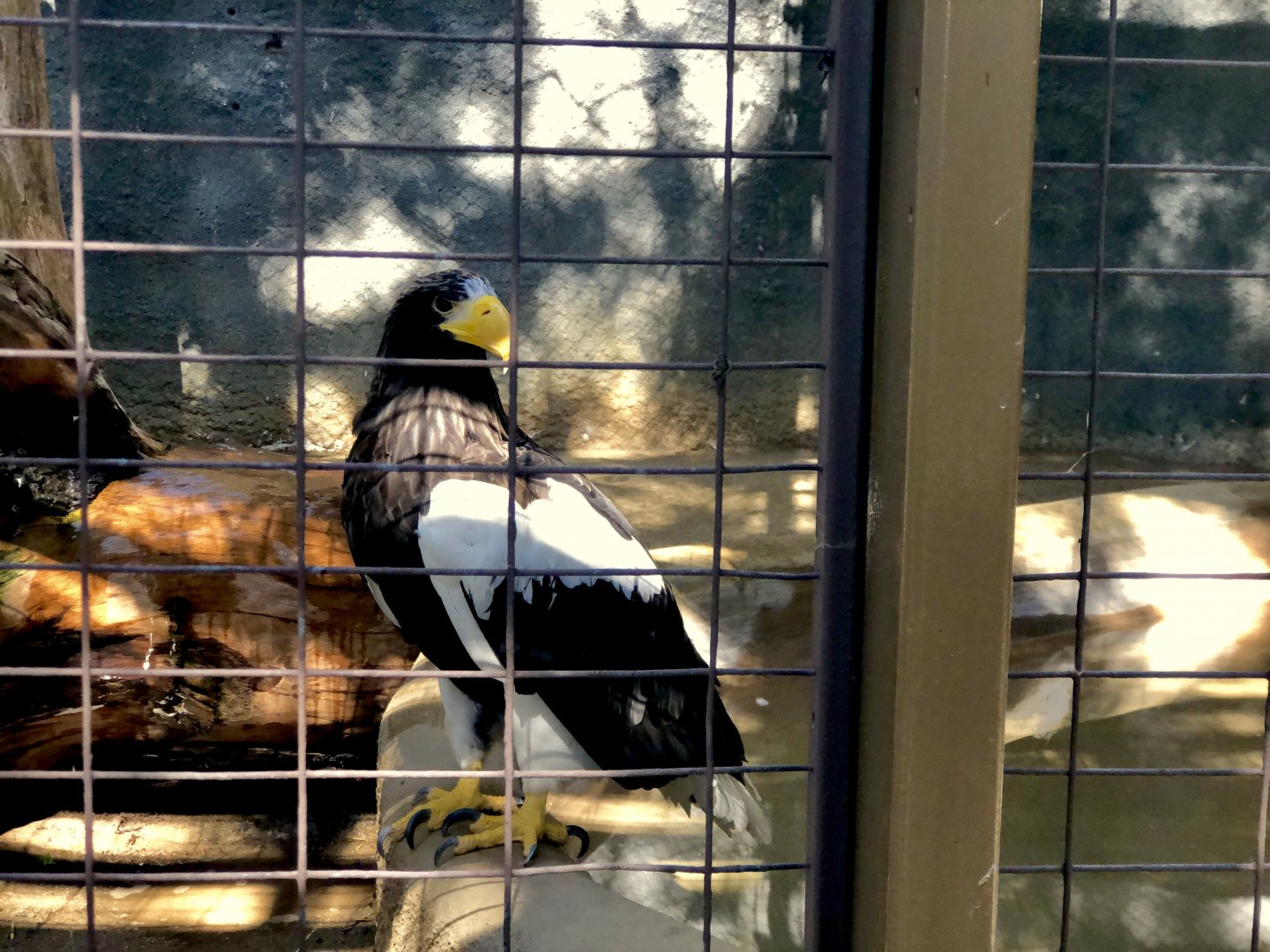 Steller’s Sea Eagle