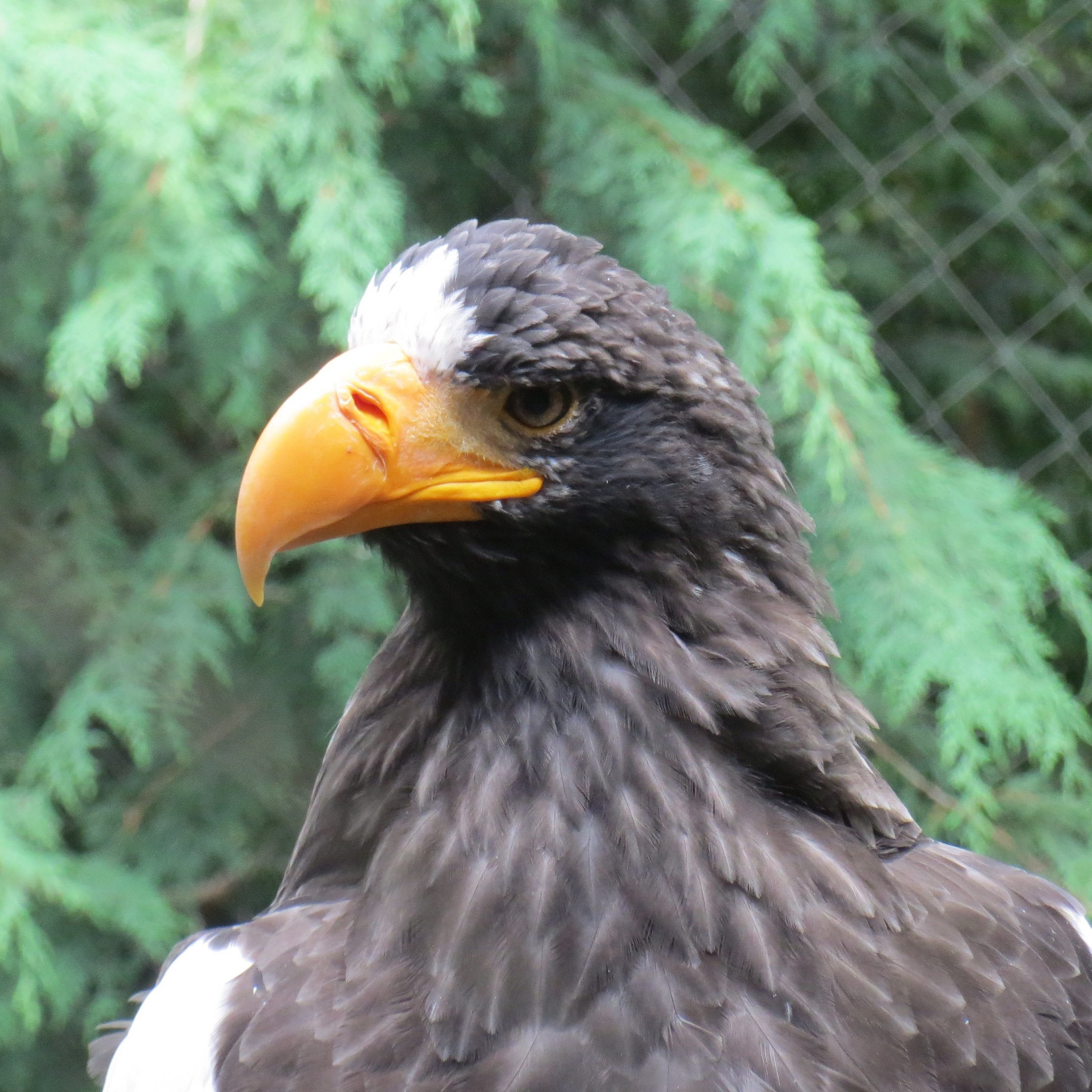 Steller's Sea Eagle