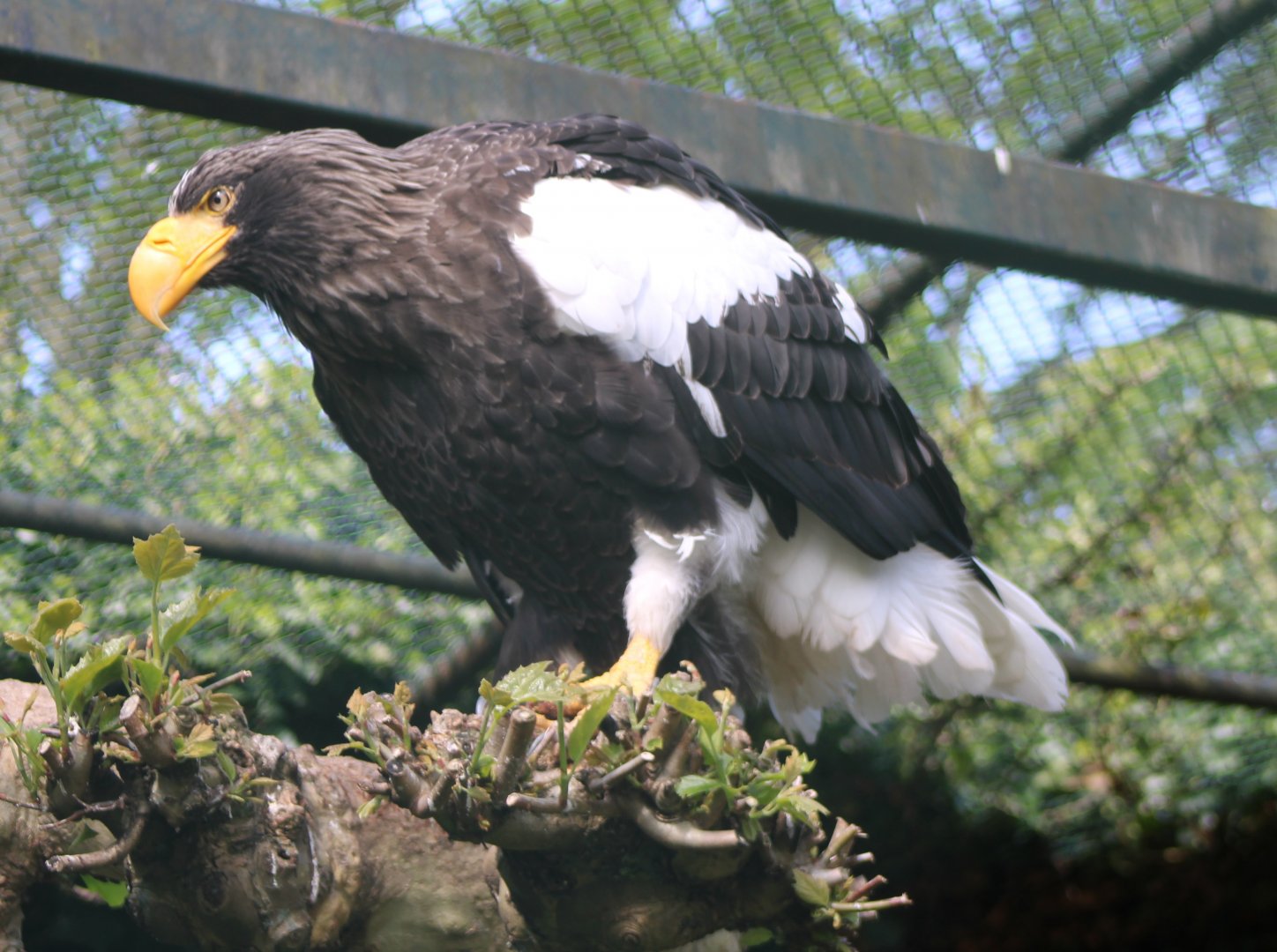 Steller's sea-eagle