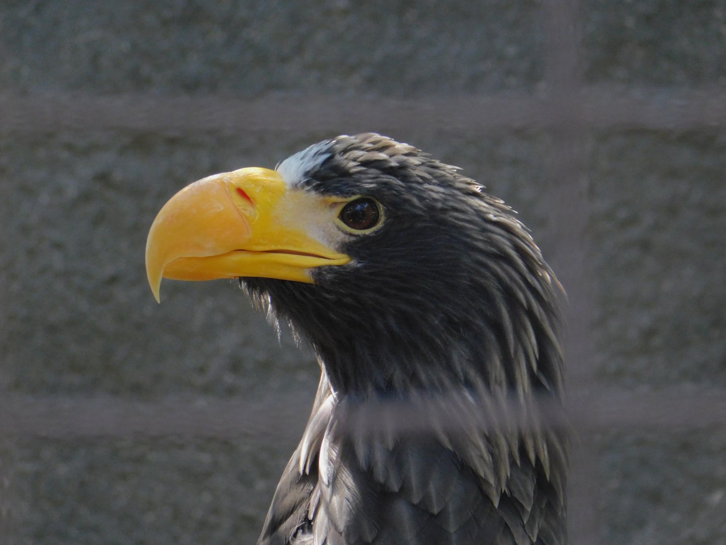 Steller’s Sea Eagle