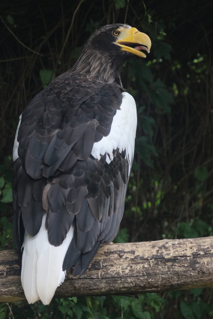 Steller's sea eagle