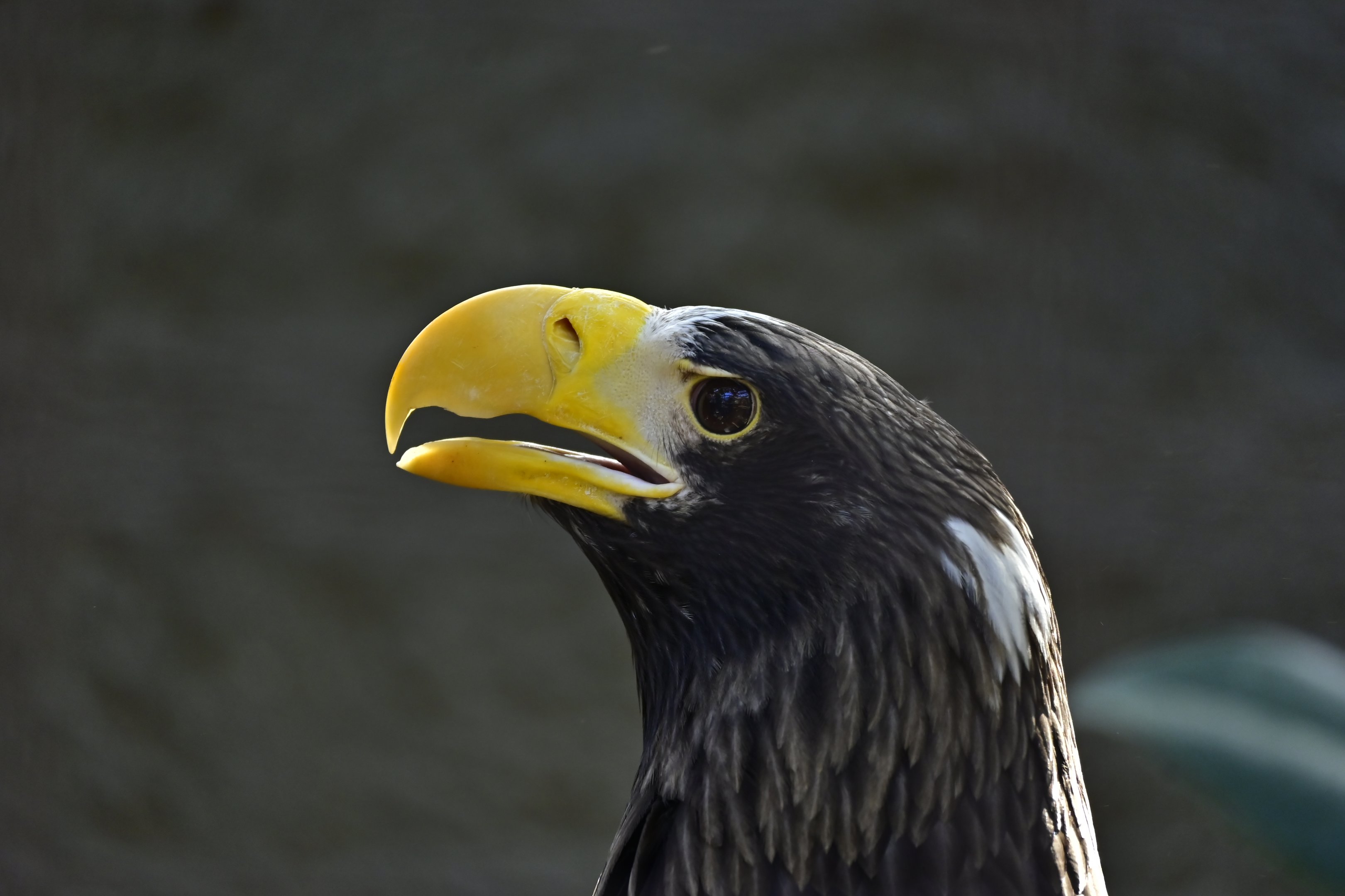 Steller’s Sea Eagle