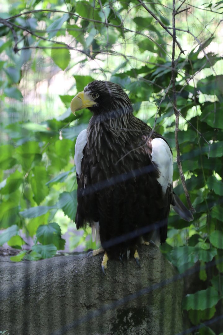 Steller's Sea Eagle