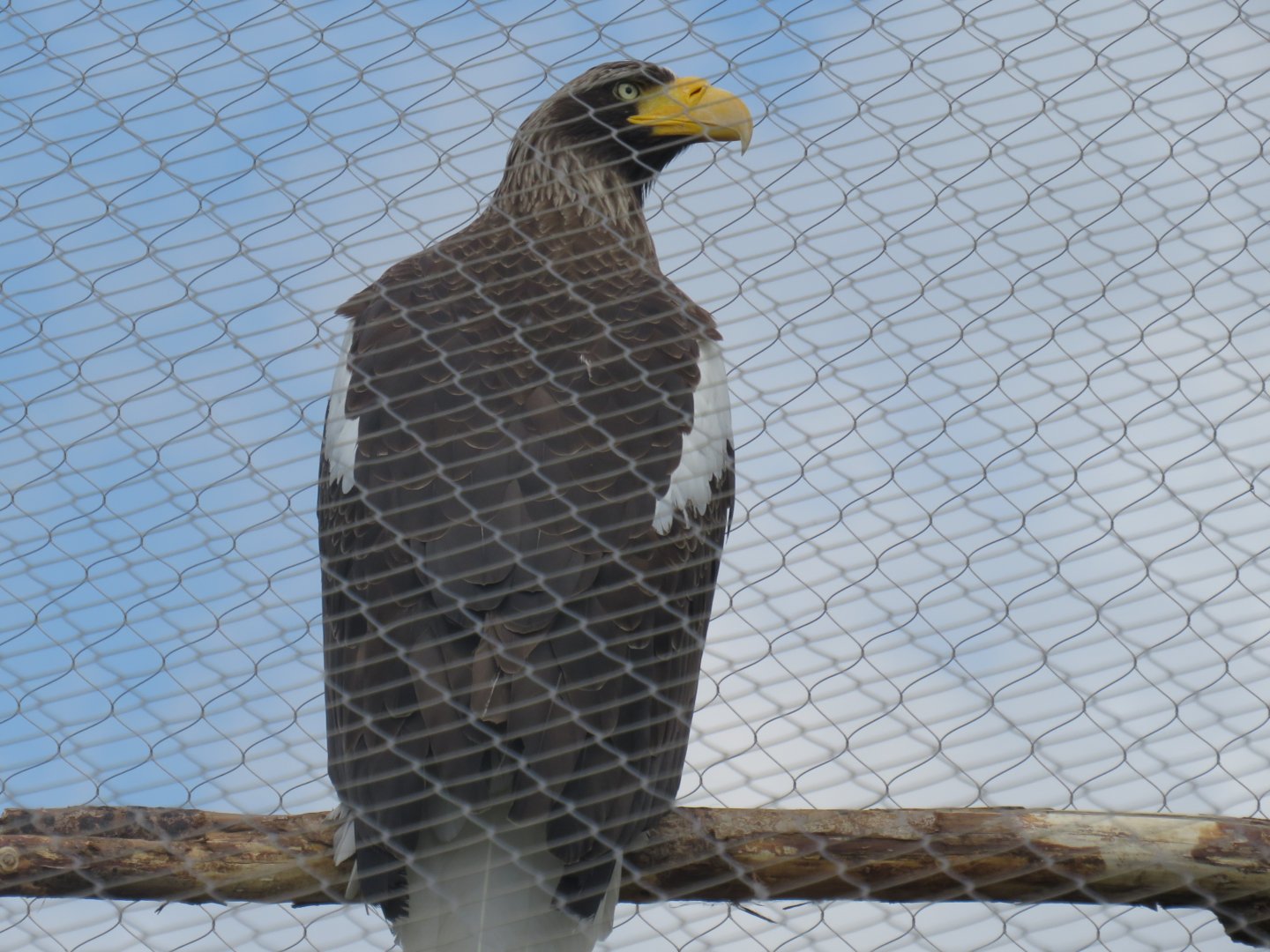 Steller's sea eagle