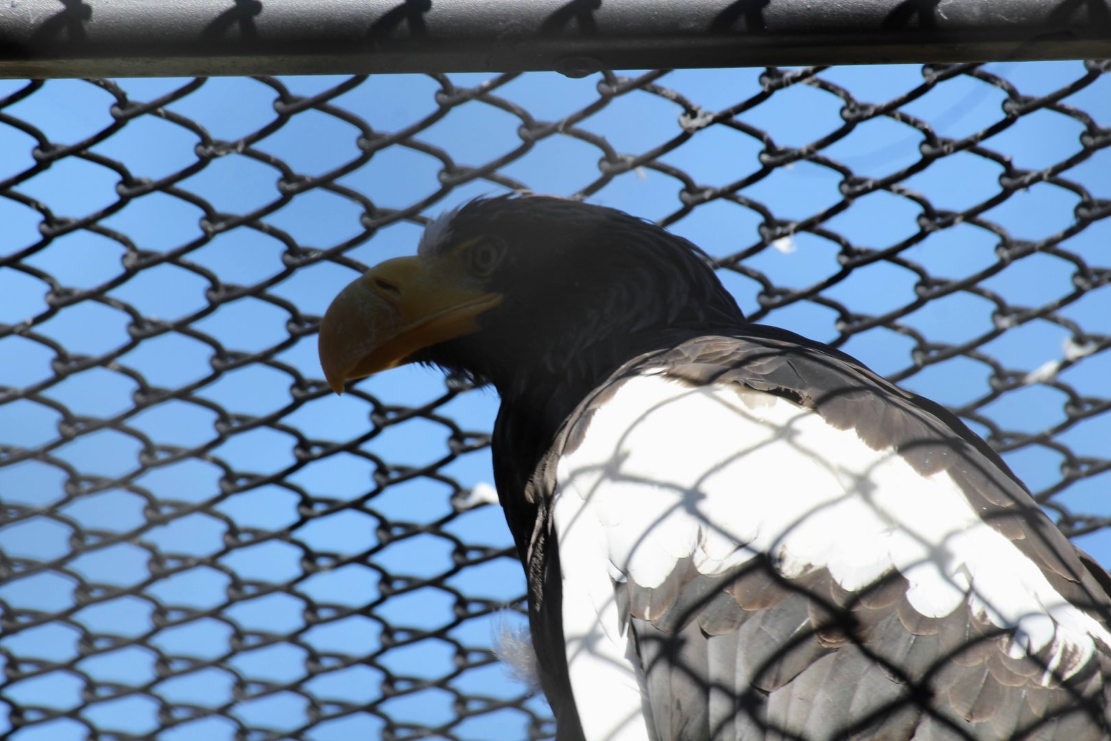 Steller's Sea Eagle