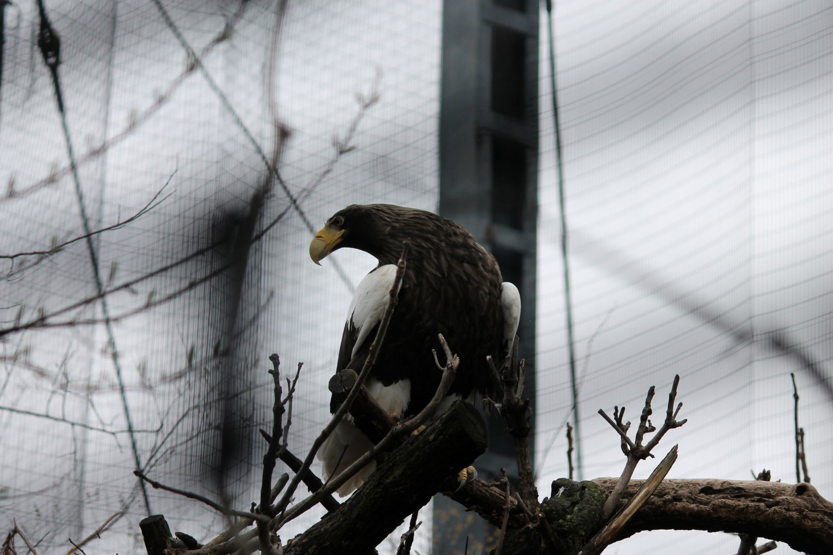 Steller's Sea Eagle