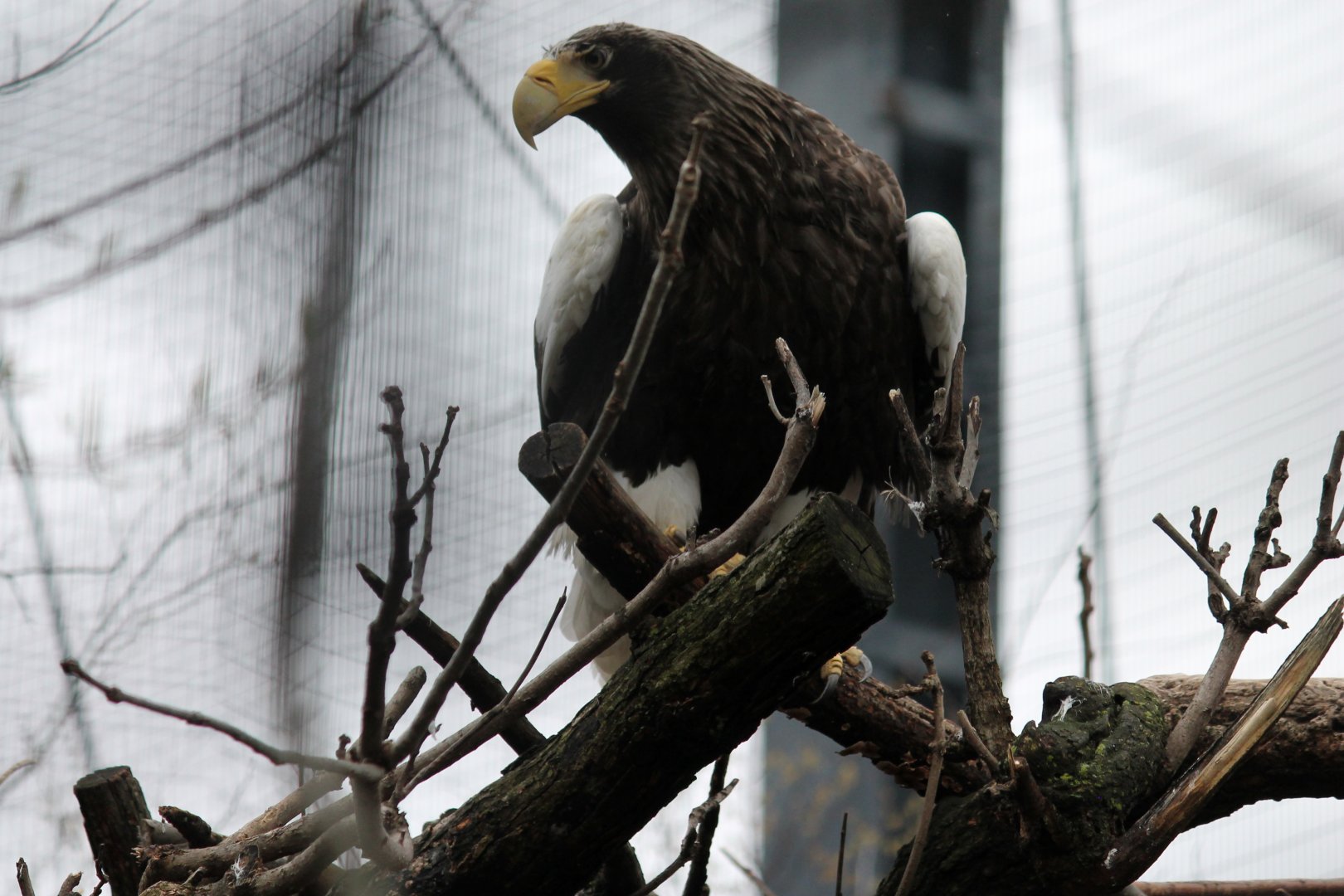 Steller's Sea Eagle