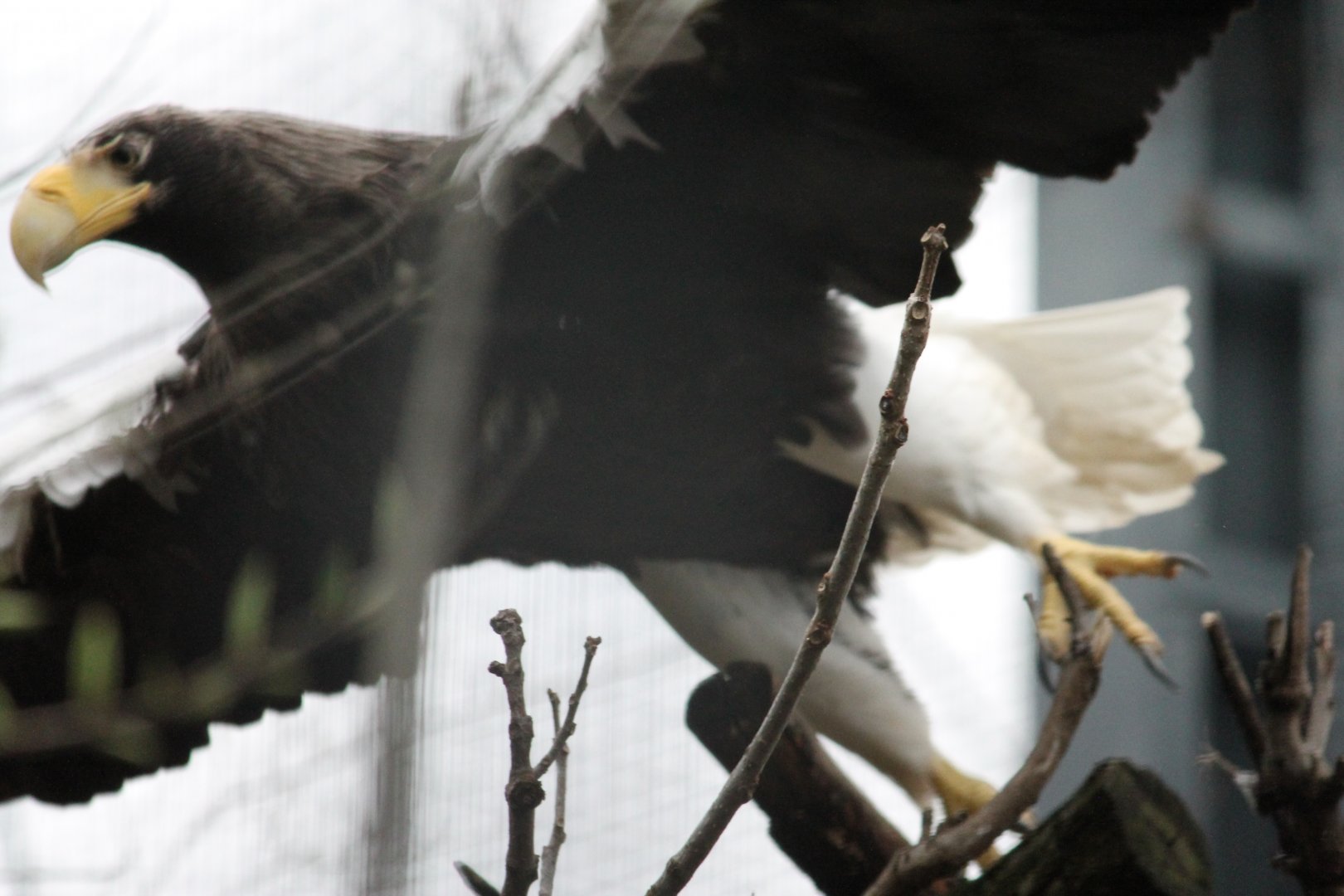 Steller's Sea Eagle