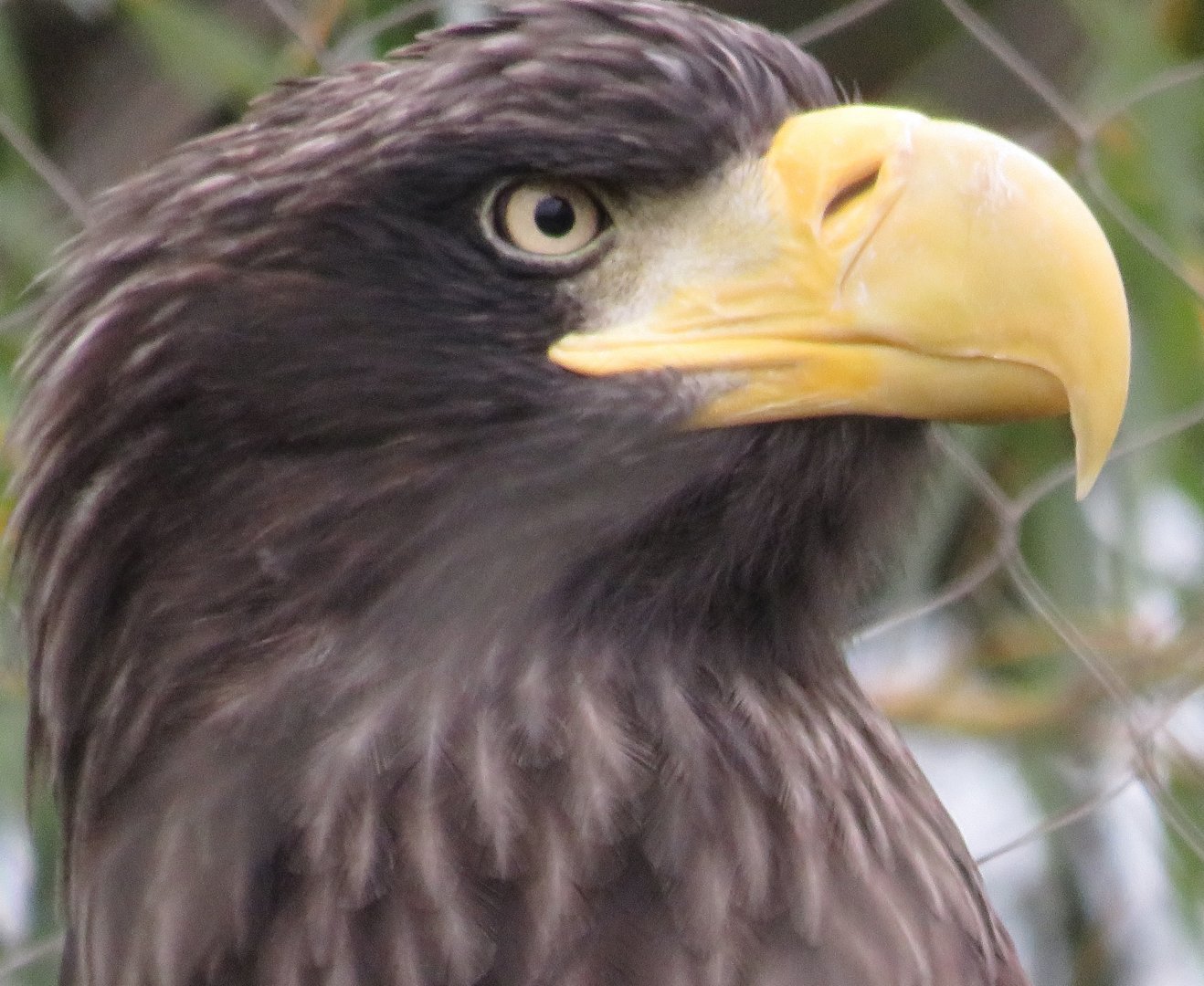 Steller's sea eagle