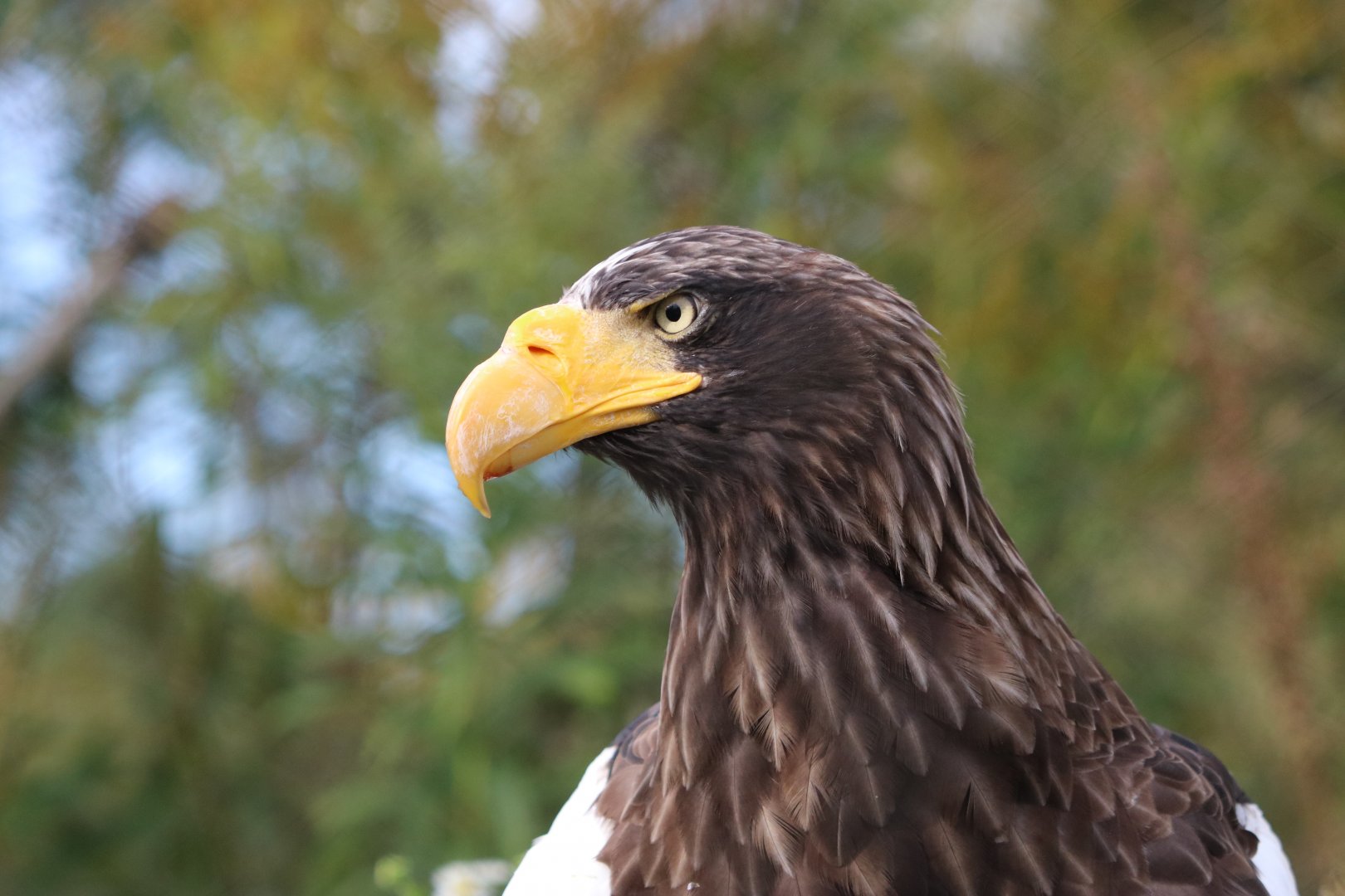 Steller's Sea Eagle