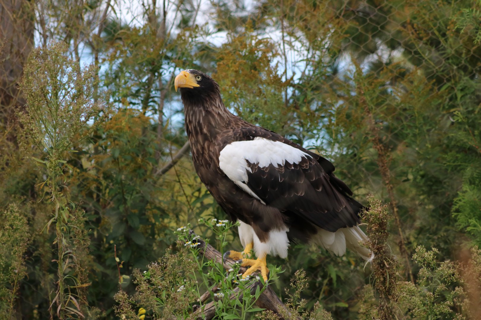 Steller's Sea Eagle
