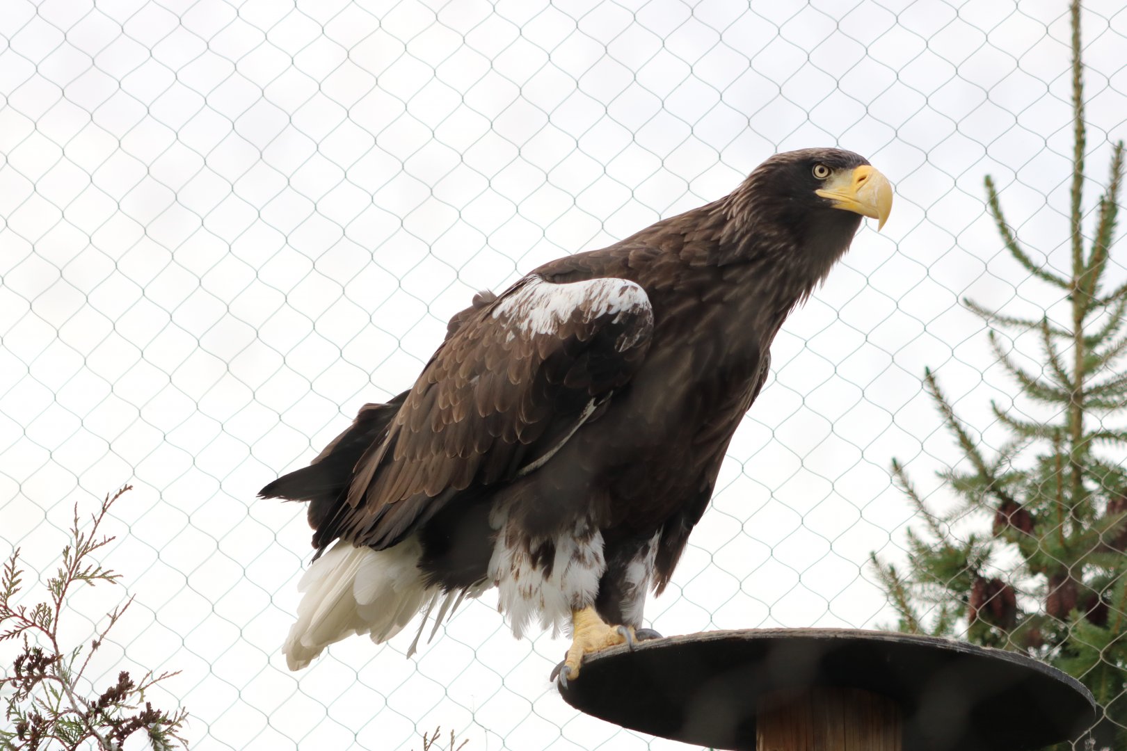 Steller's Sea Eagle