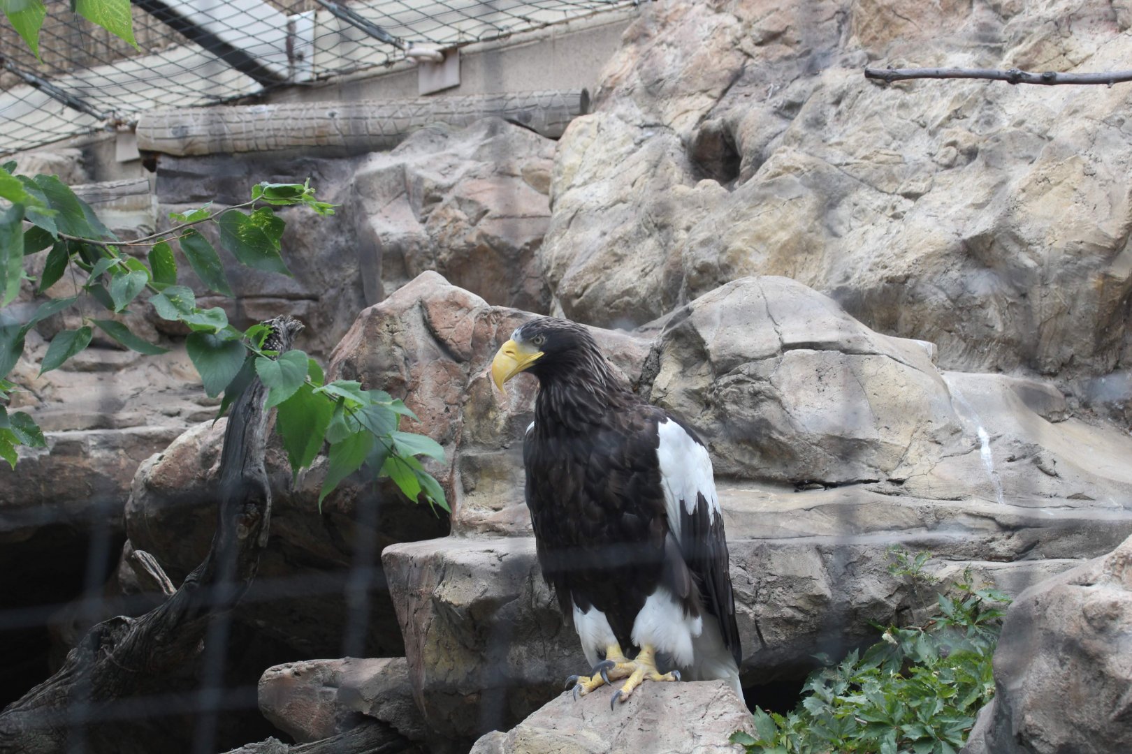 Steller's Sea Eagle