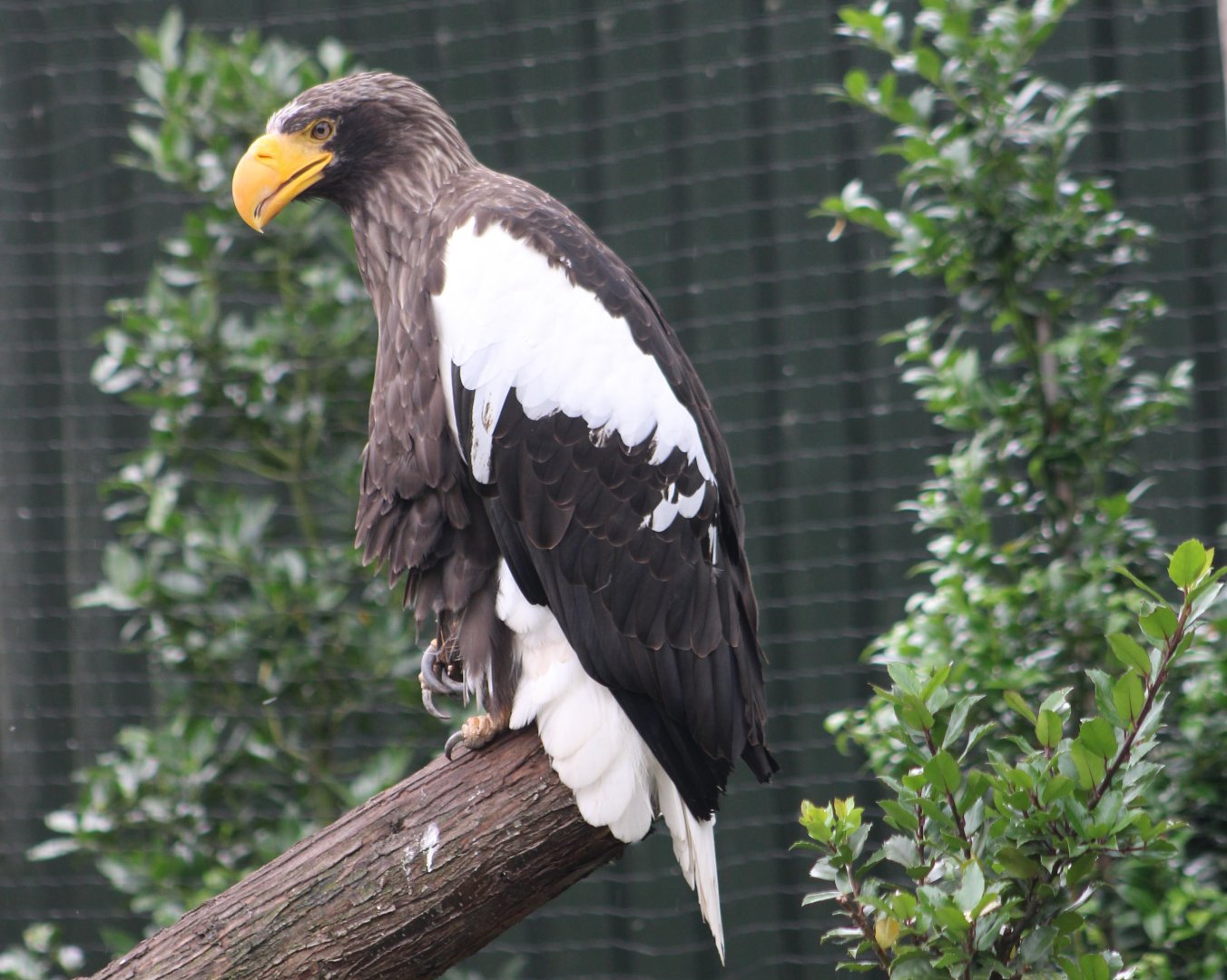 Steller's sea-eagle