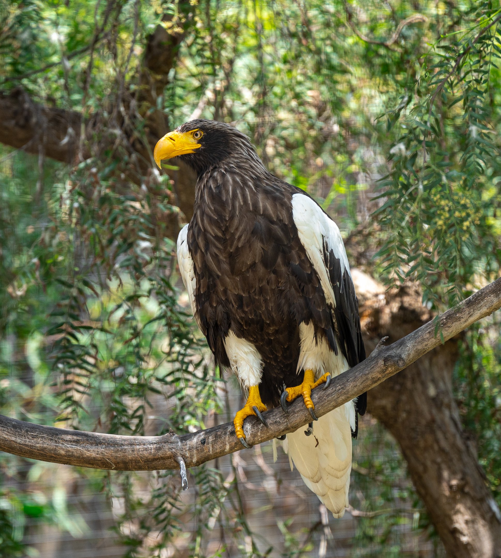 Steller’s Sea Eagle