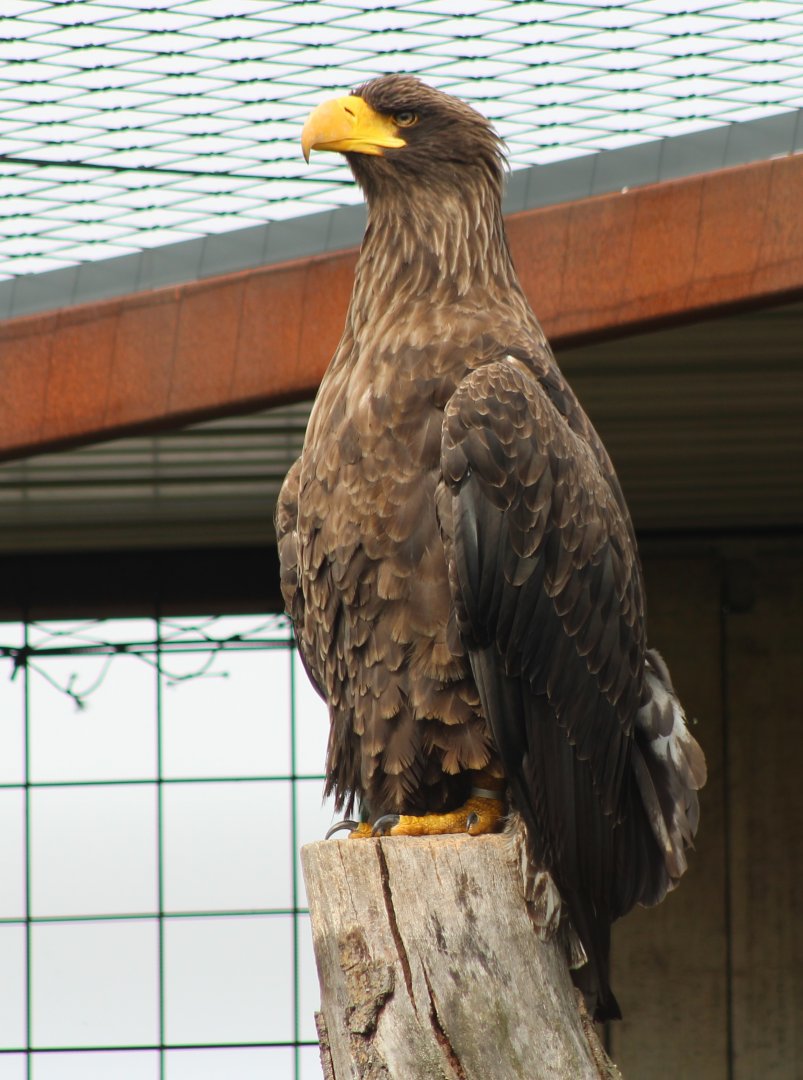 Steller's sea-eagle