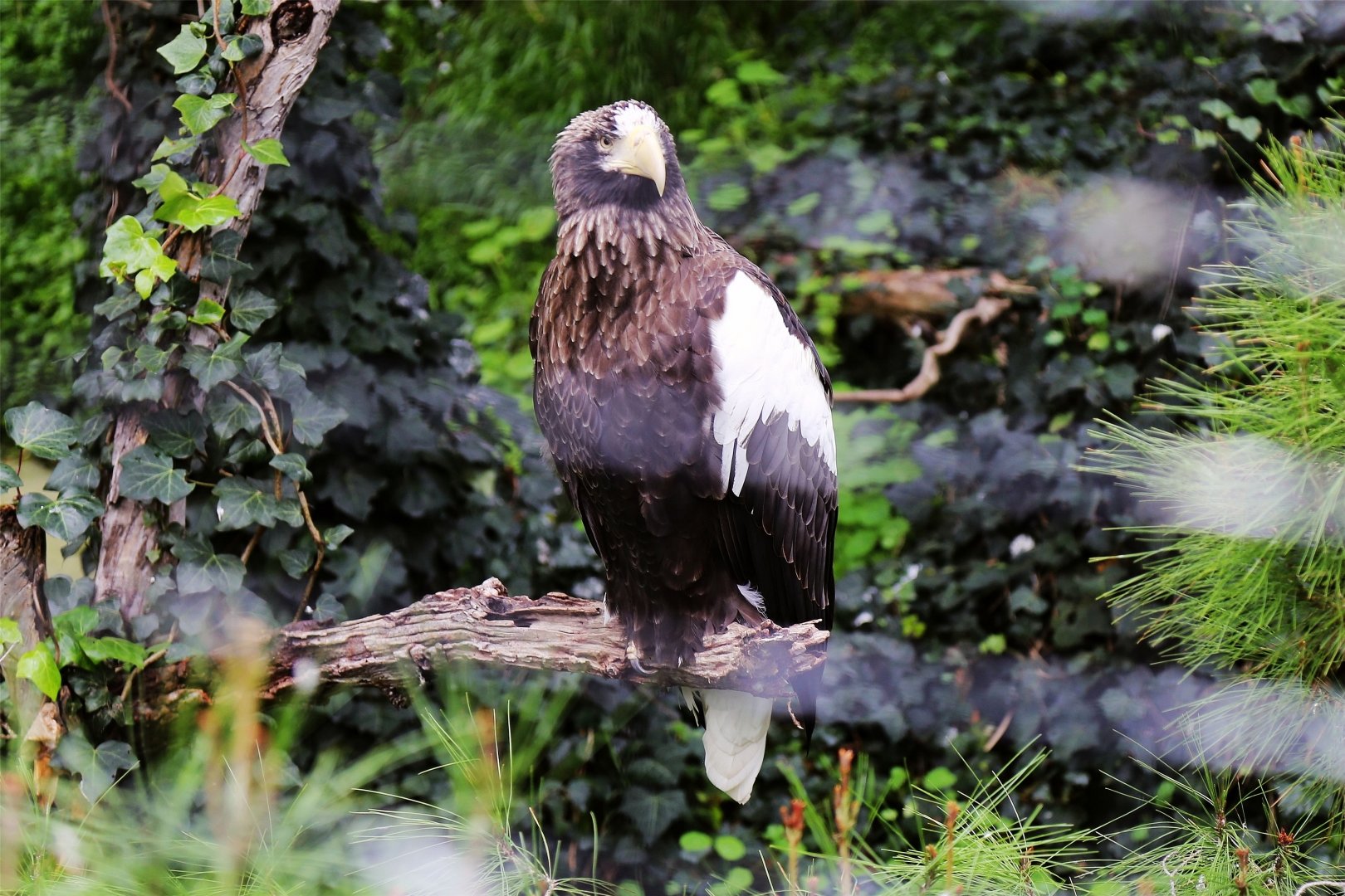 Steller's Sea Eagle