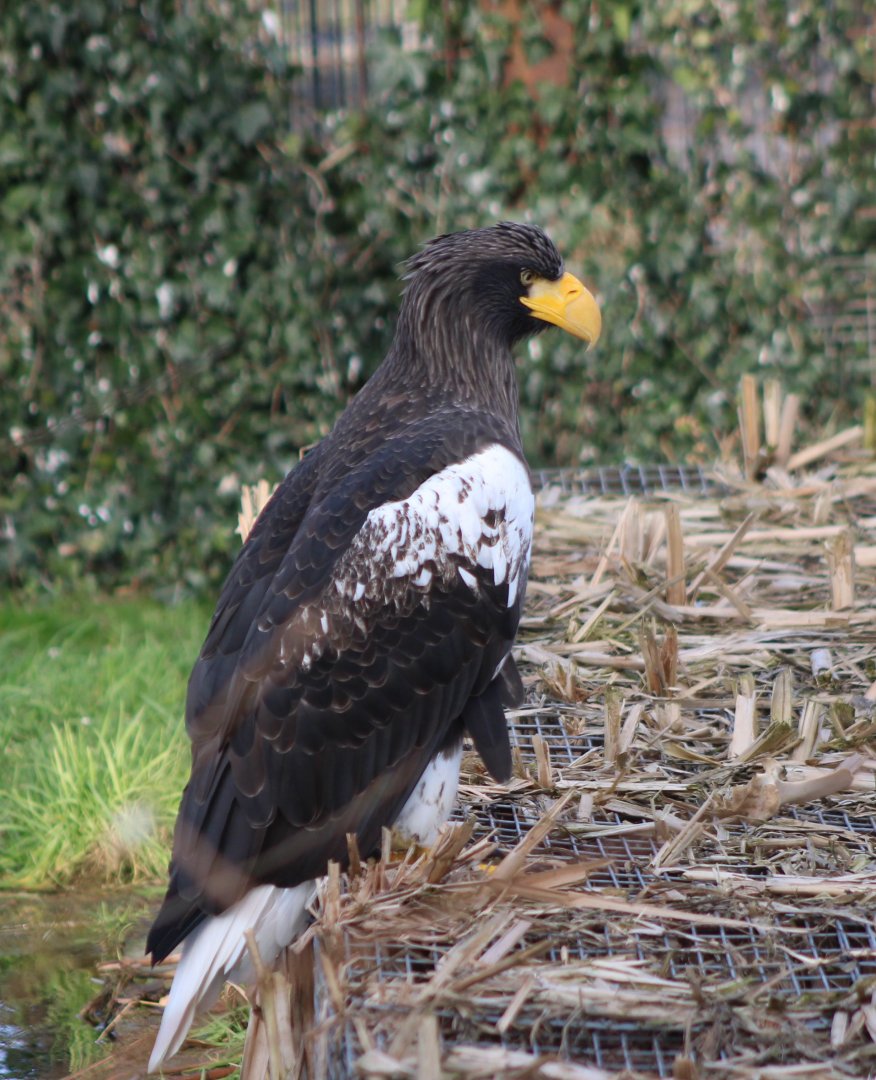 Steller's sea-eagle