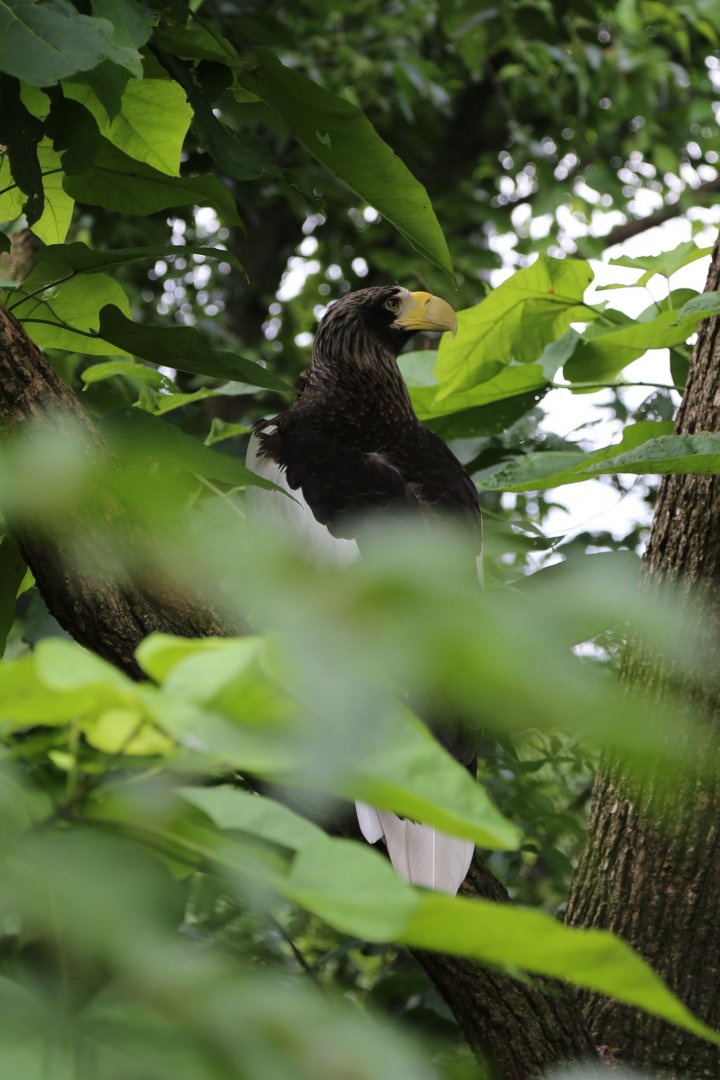 Steller's Sea Eagle