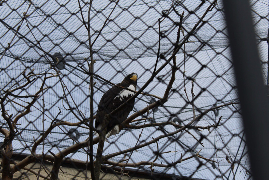 Steller’s sea eagle
