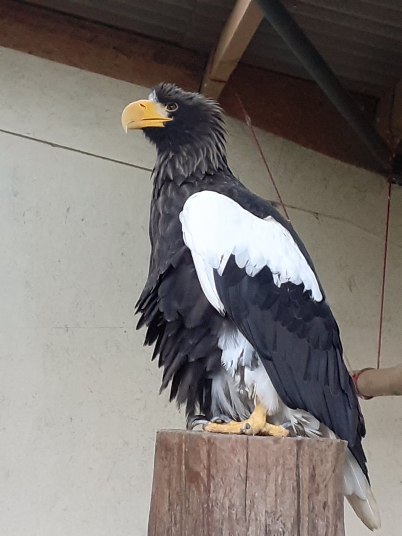 Steller's sea eagle