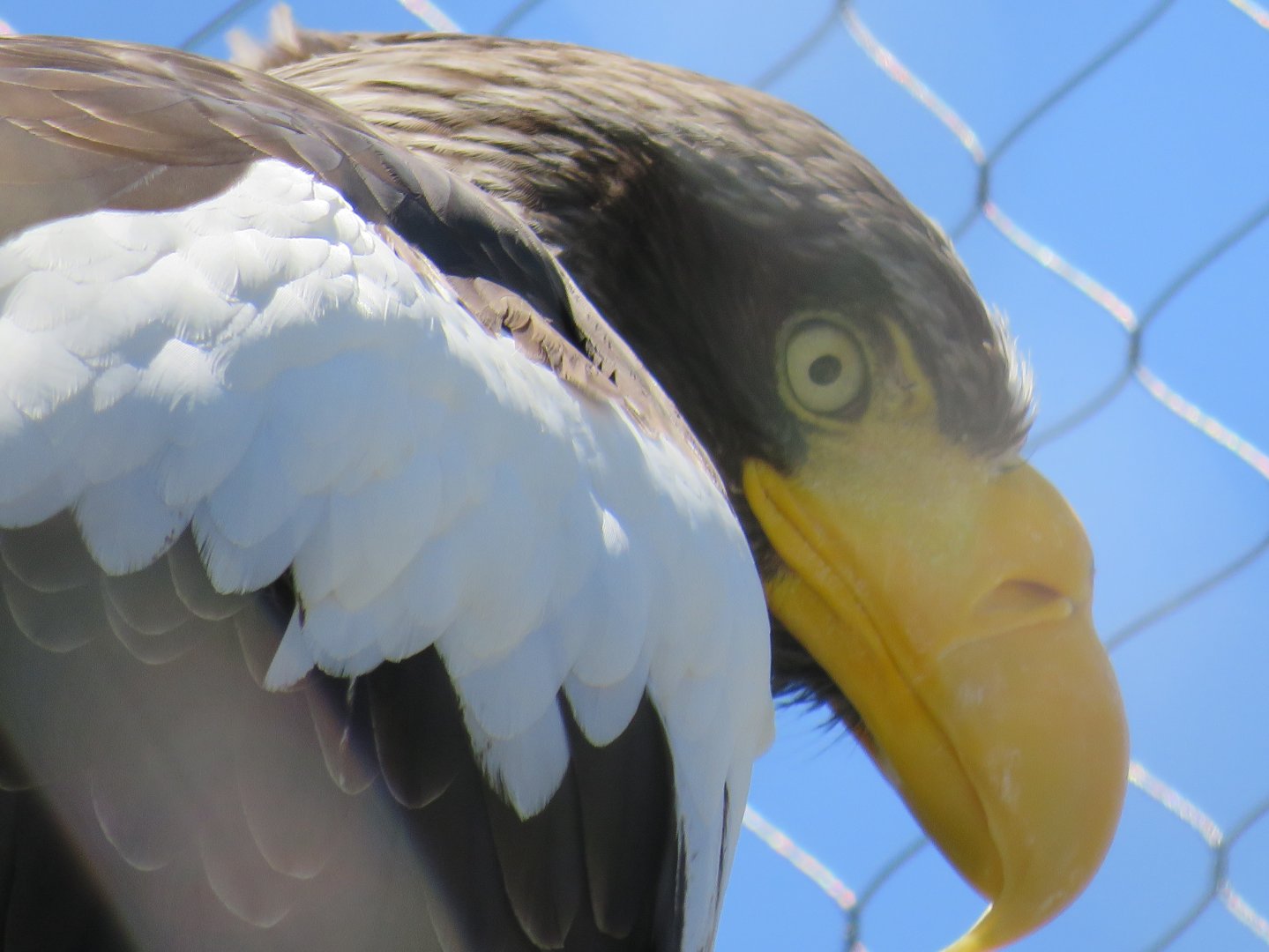 Steller's sea eagle