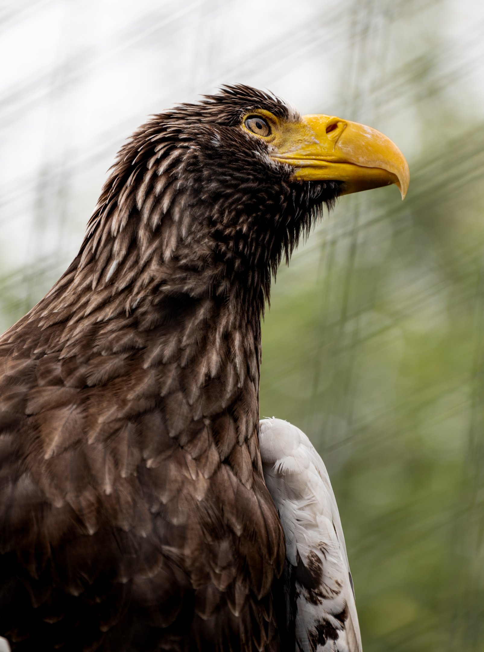 Steller’s Sea Eagle