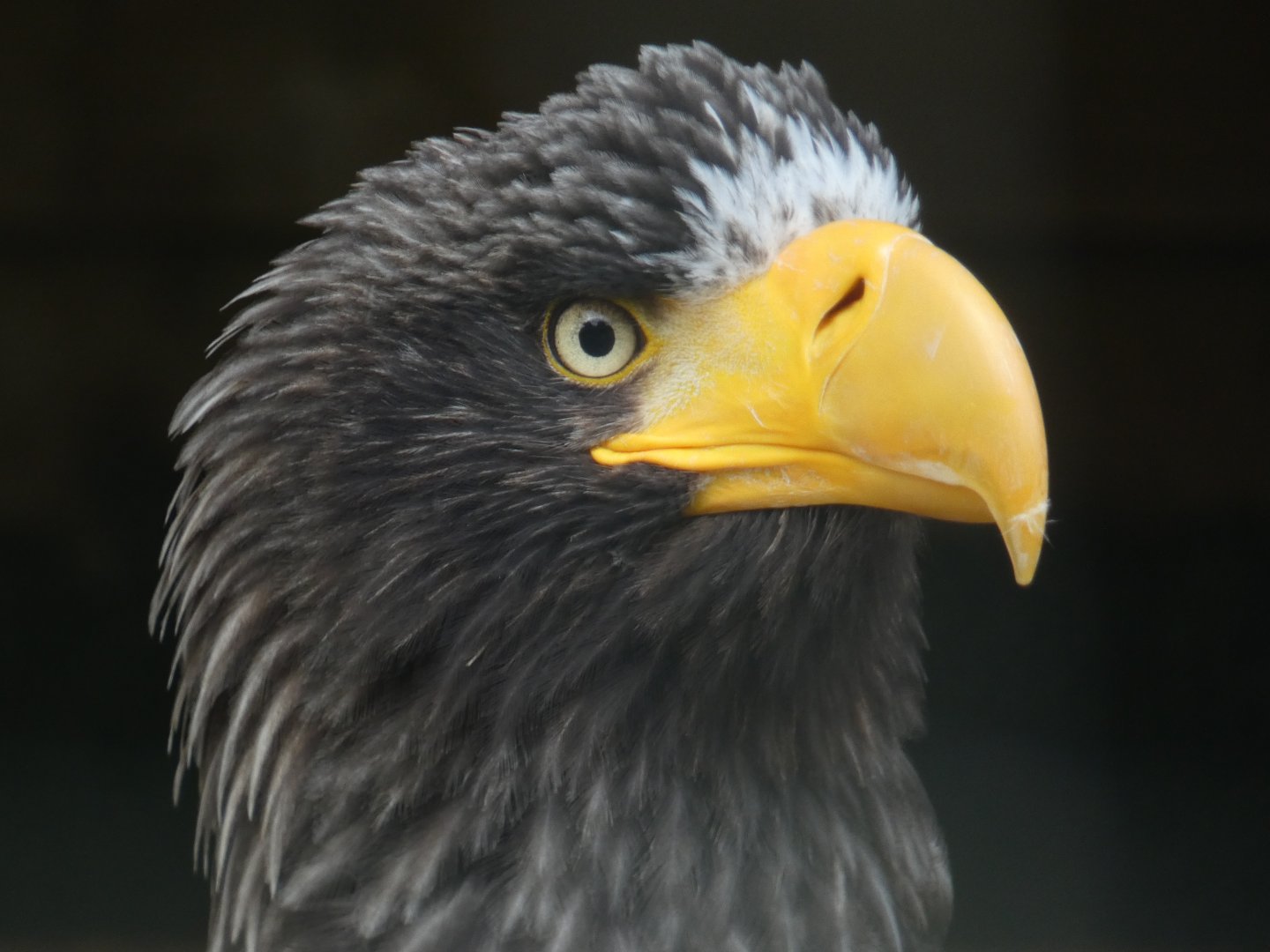 Steller's sea eagle