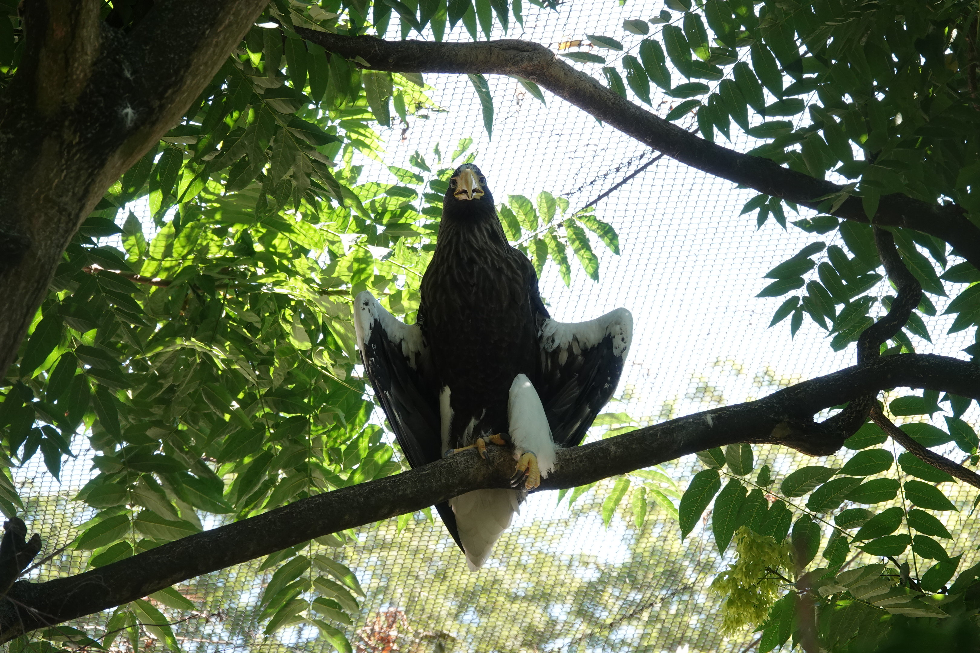 Steller's sea eagle