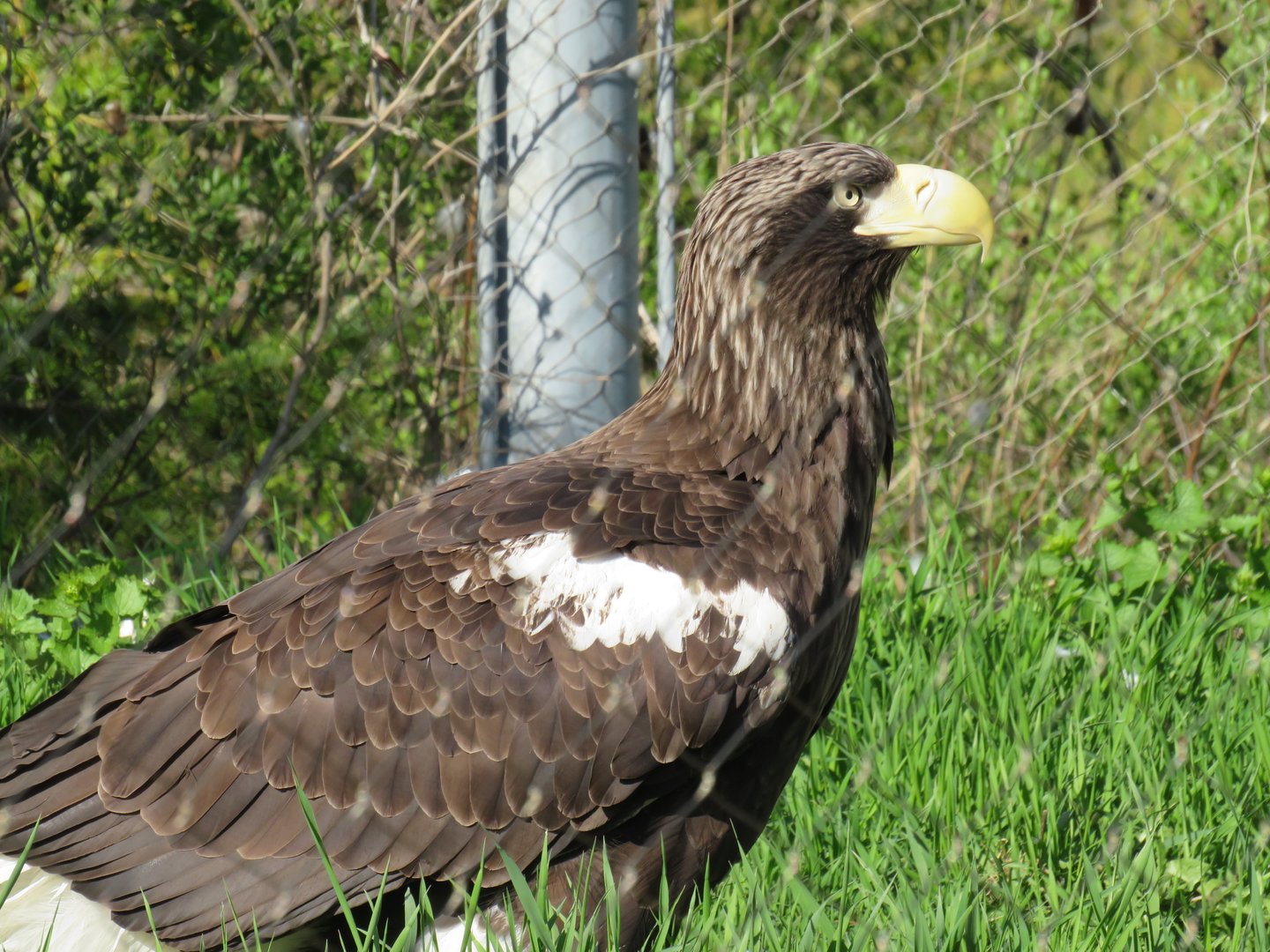 Steller's sea eagle