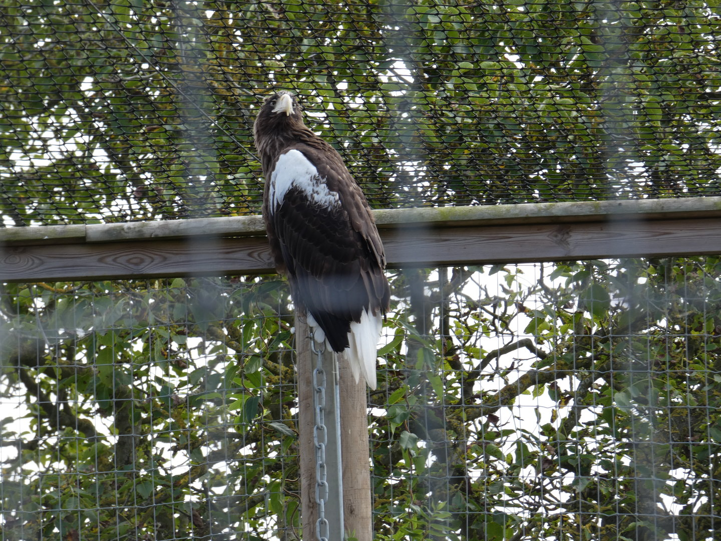 Steller's sea eagle
