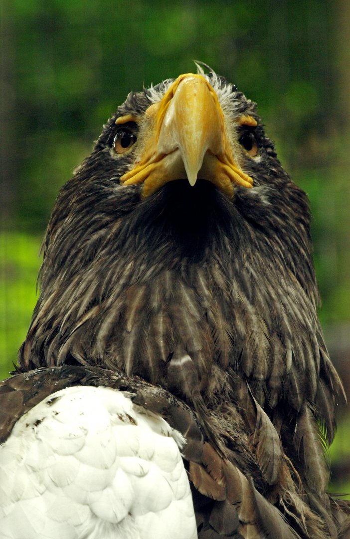 Steller's sea eagle