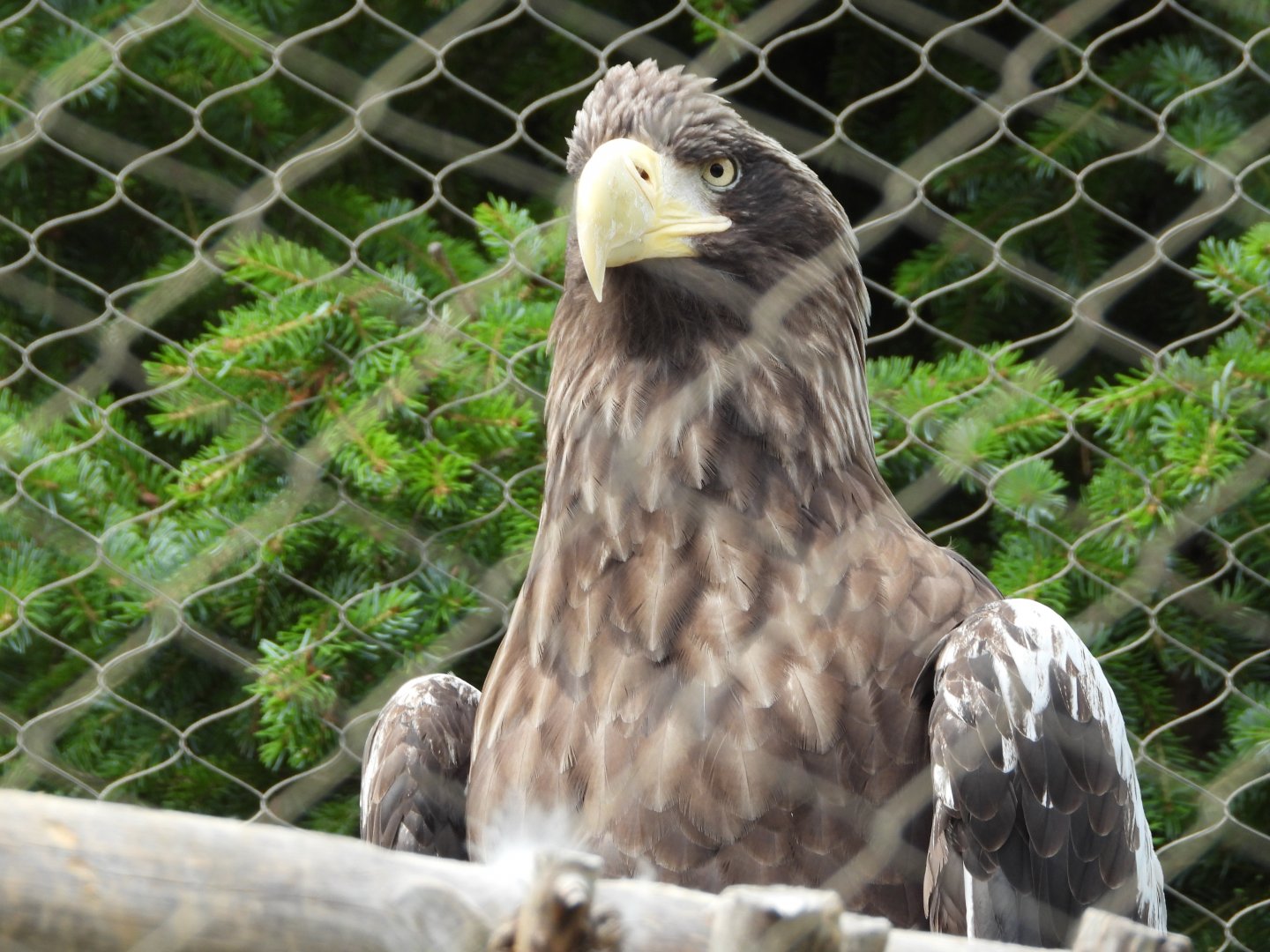 Steller's sea eagle