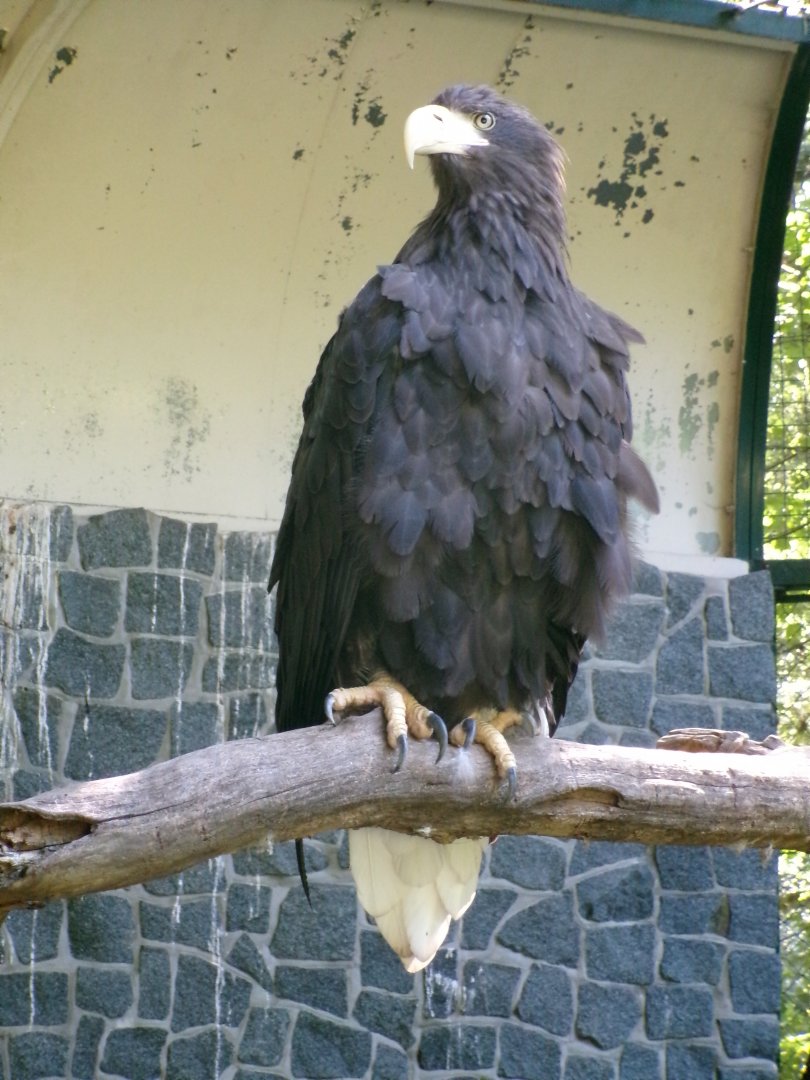 Steller's sea eagle