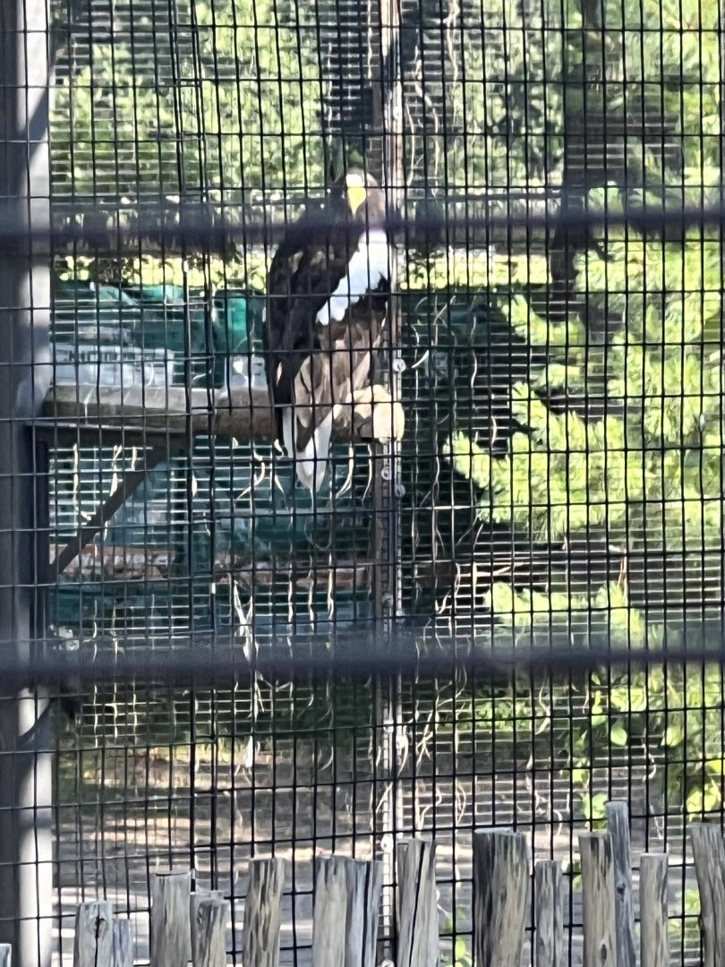 Steller’s Sea-Eagle