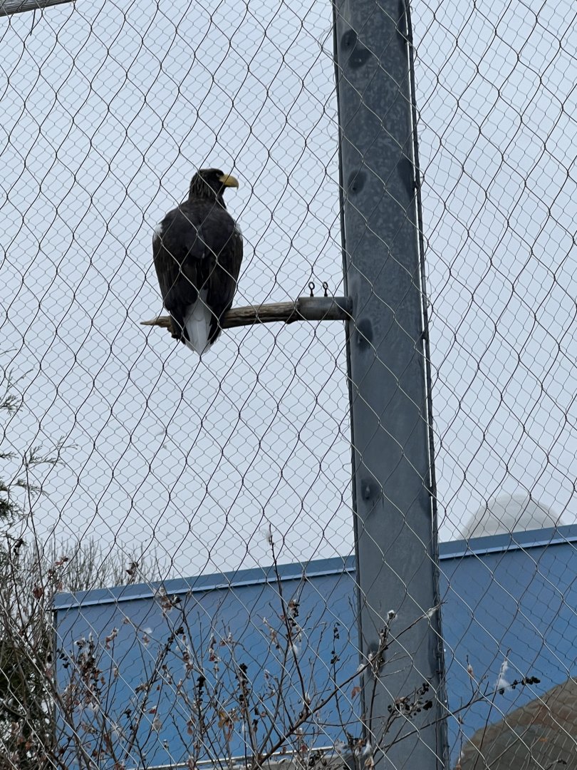 Steller’s Sea-Eagle