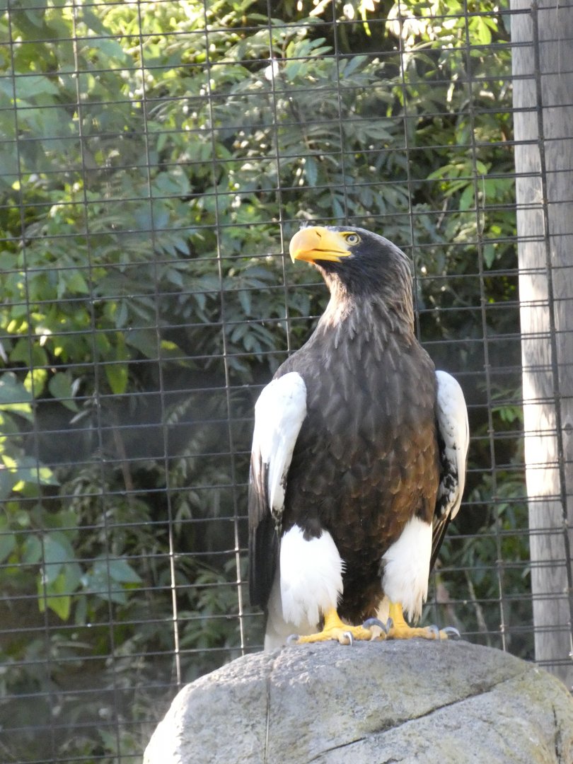 Steller's sea eagle