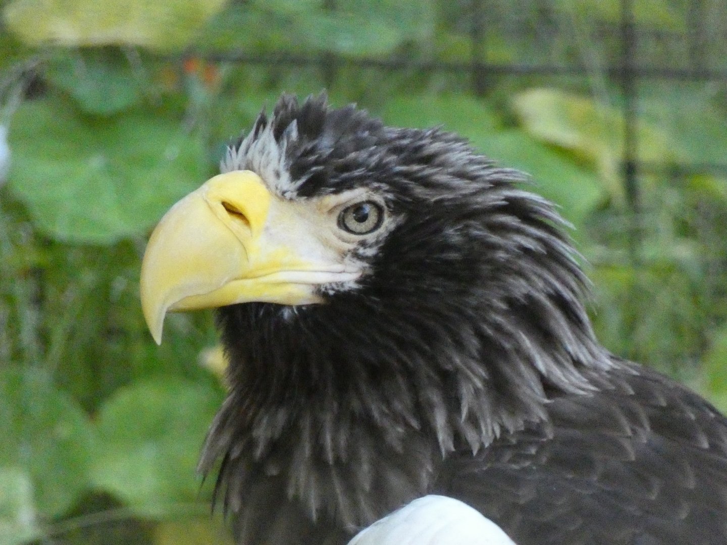 Steller's sea eagle